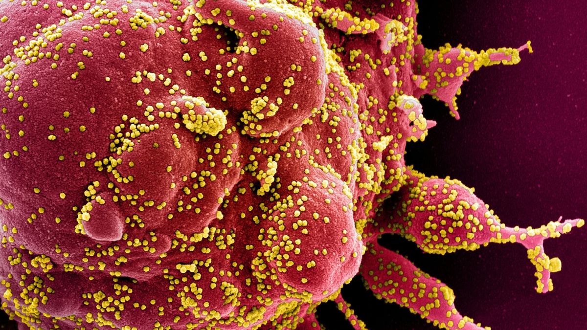 Británie zkoumá AY.4. 2, novou variantu koronaviru